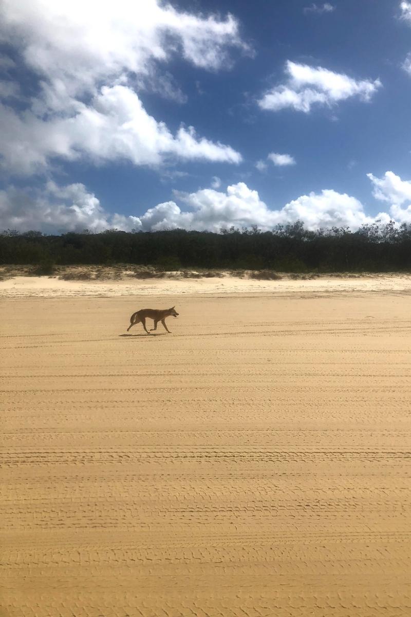 dingo on fraser island