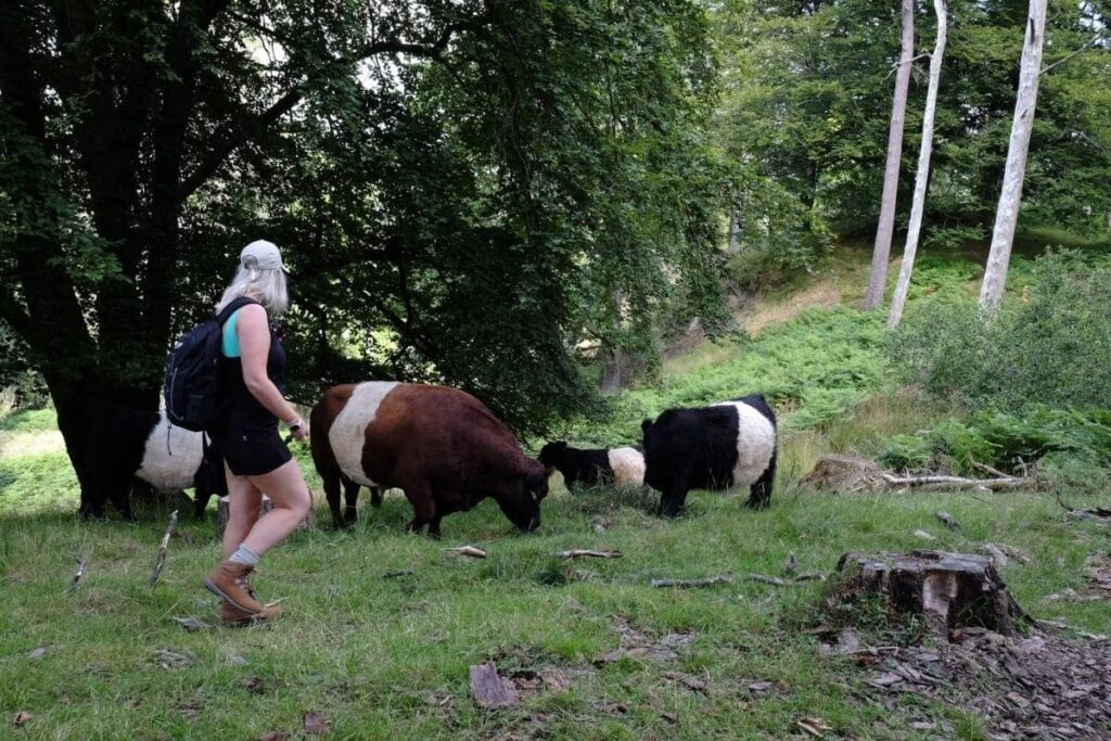 easy walks in the lake district