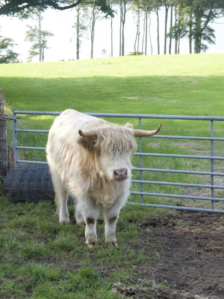 Where to Find Highland Cows in Scotland: Highland Cattle