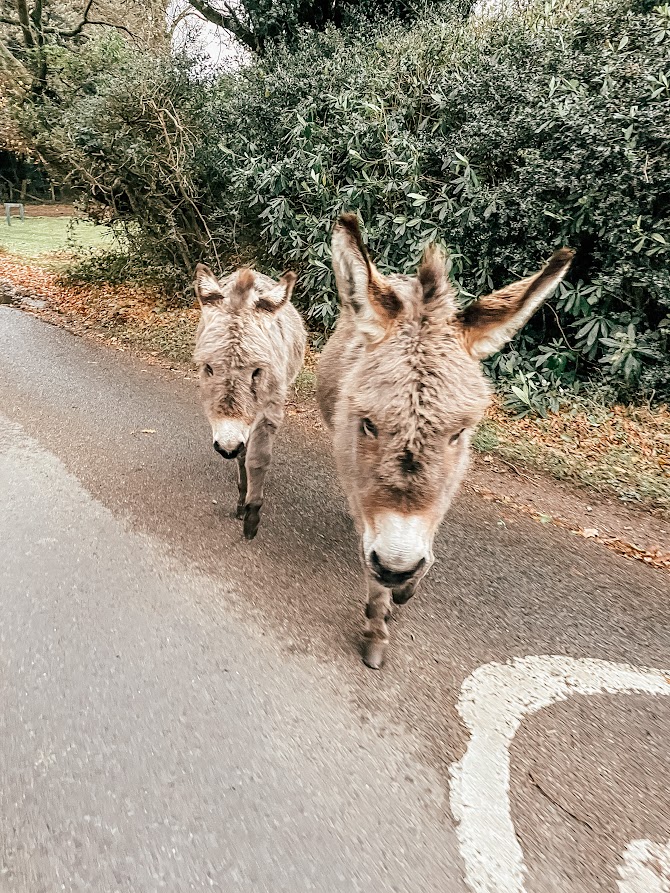 things to do in new forest