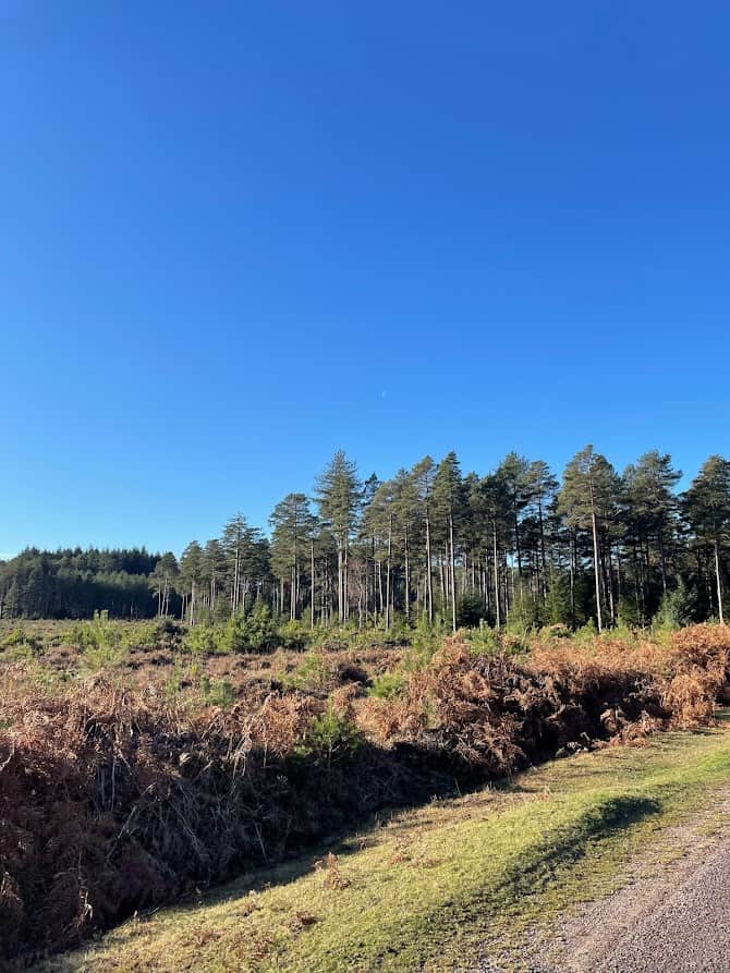 walks in new forest