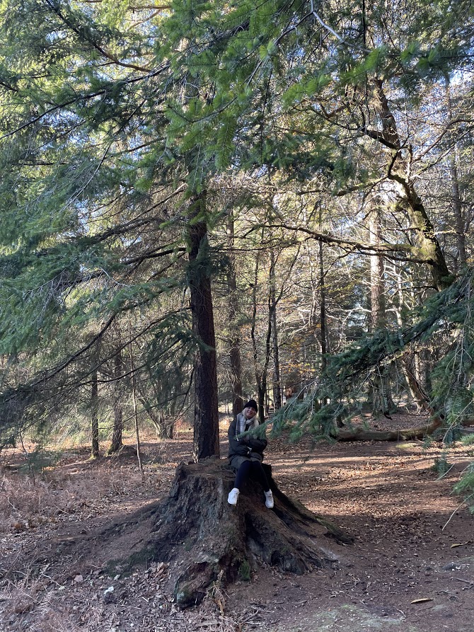 things to do in new forest