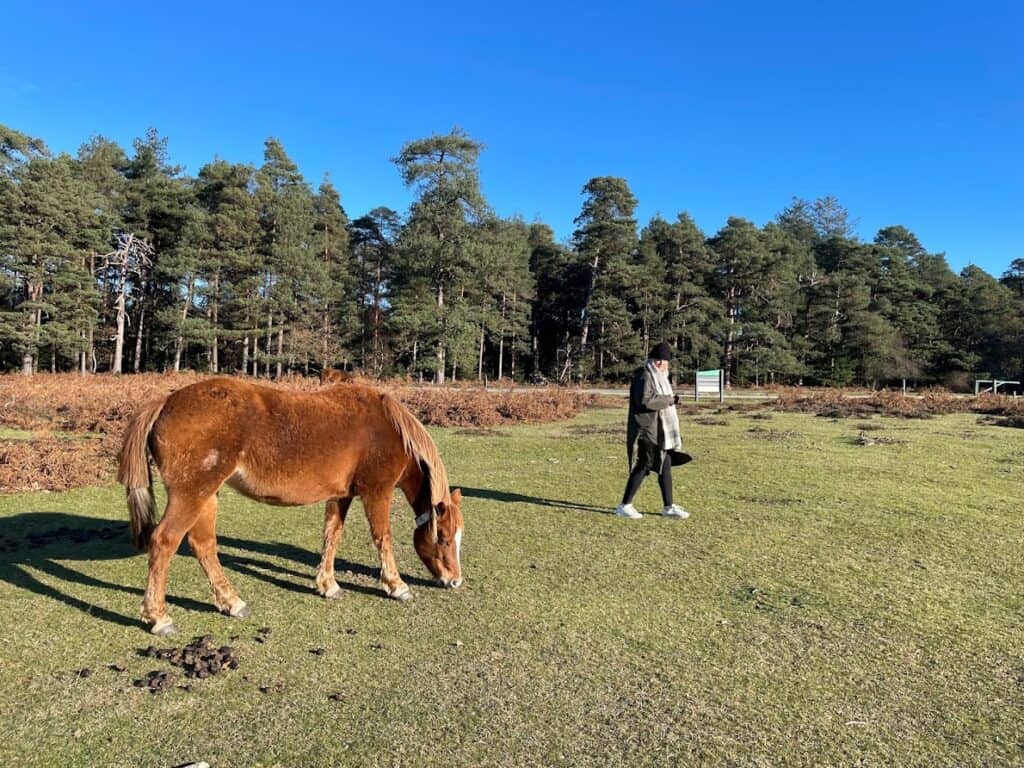 walks in new forest