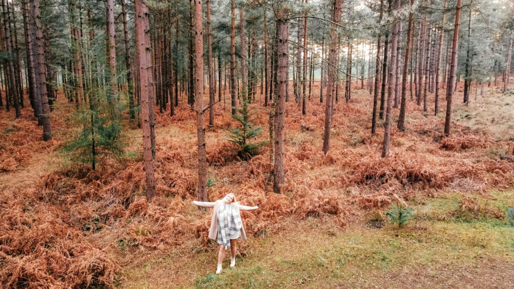 things to do in new forest