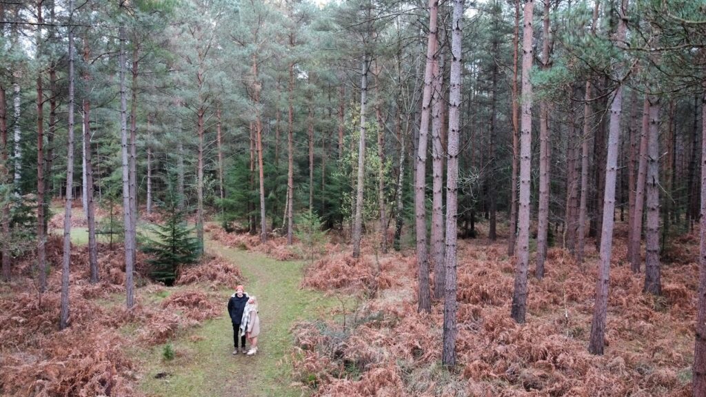 things to do in new forest