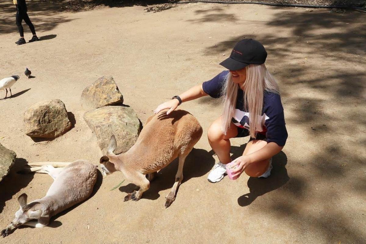 kangeroo at brisbane zoo