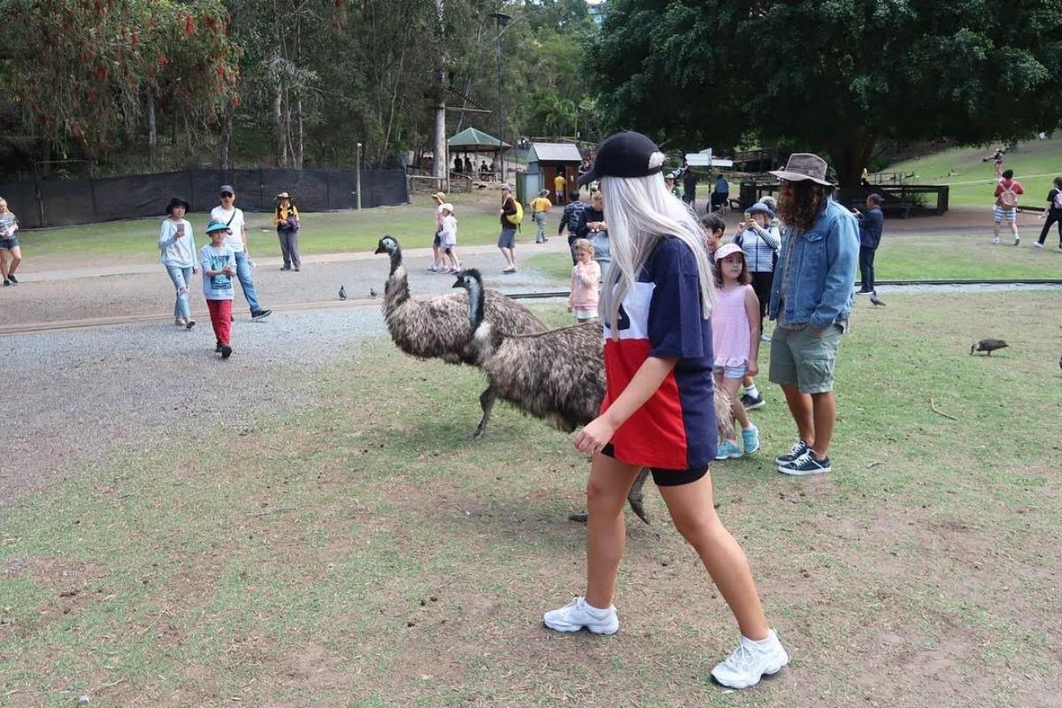 emu at brisbane zoo