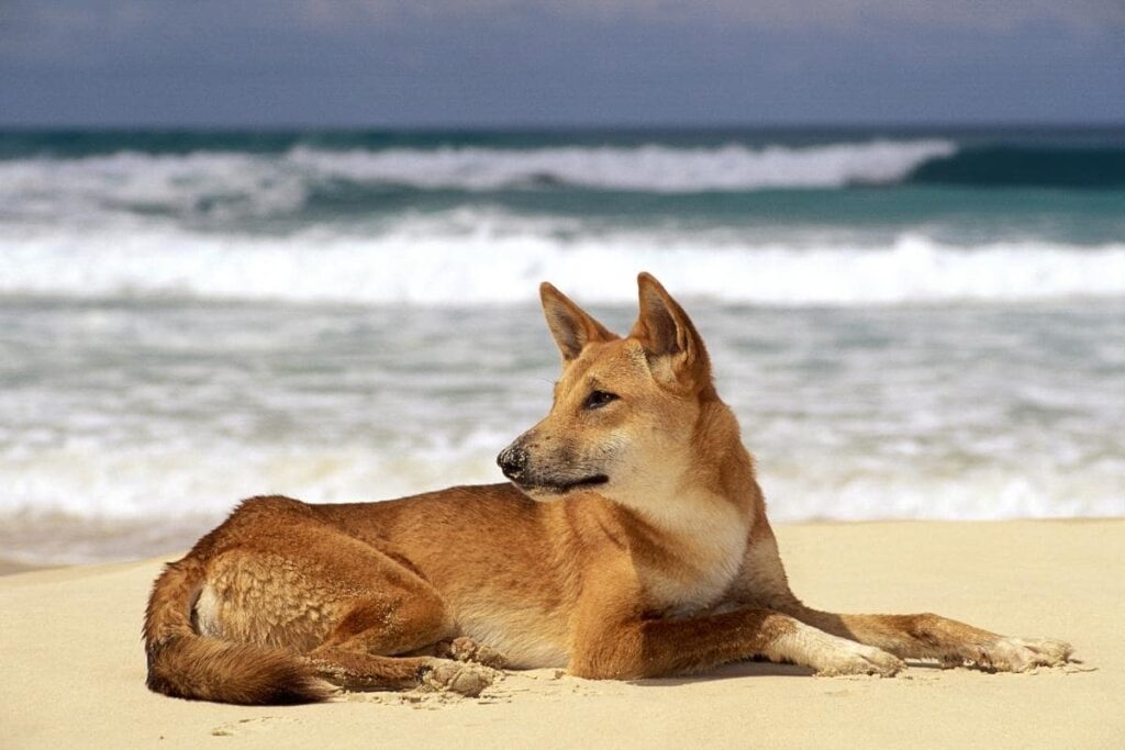 dingo's fraser island 