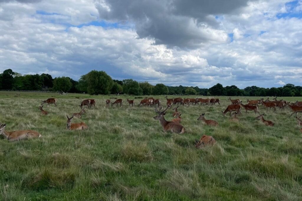 free things to do in london